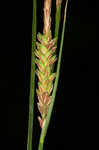 Upright sedge